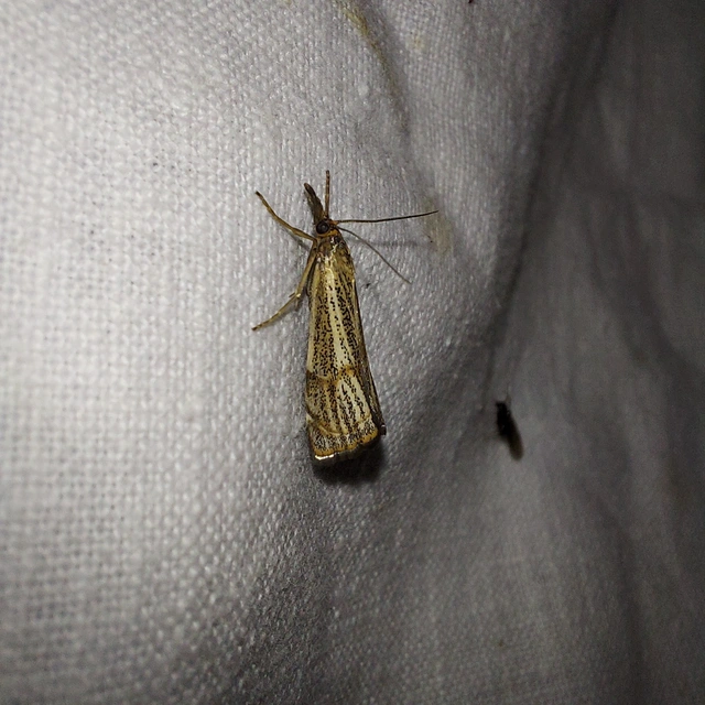 Thisanotia chrysonuchella - tavaszi fűgyökérmoly