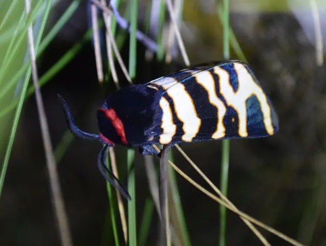 Arctia festiva - díszes medvelepke
