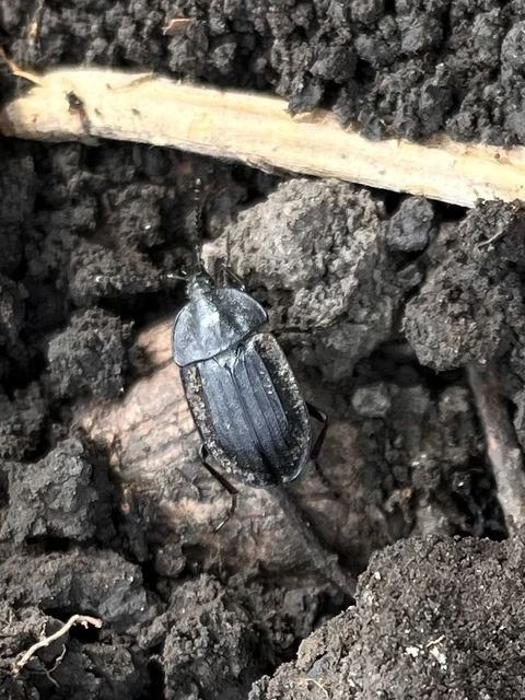 Phosphuga atrata - bordás csigarabló Phosphuga atrata - bordás csigarabló