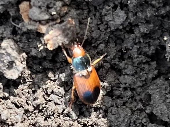 Diachromus germanus - német tarkafutó
