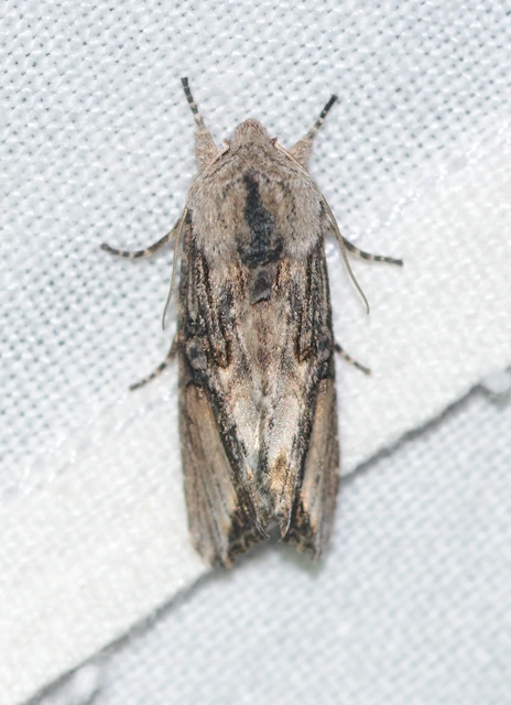 Egira conspicillaris - változékony szürkebagoly