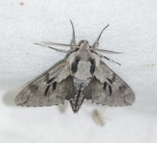 Hyloicus pinastri - fenyőszender