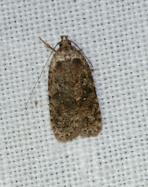 Depressariidae - laposmolyfélék