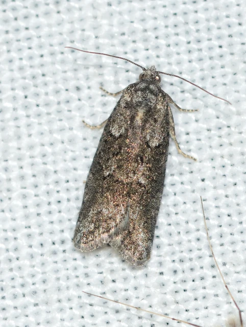 Cnephasia
