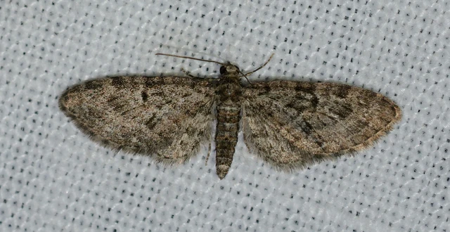 Eupithecia dodoneata - tölgy-törpearaszoló