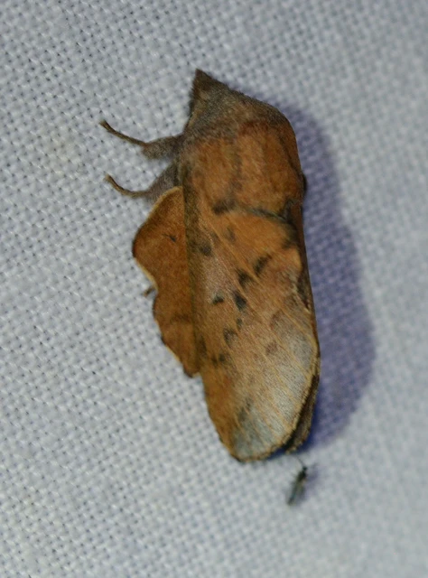 Phyllodesma tremulifolia - nyárlevélpohók