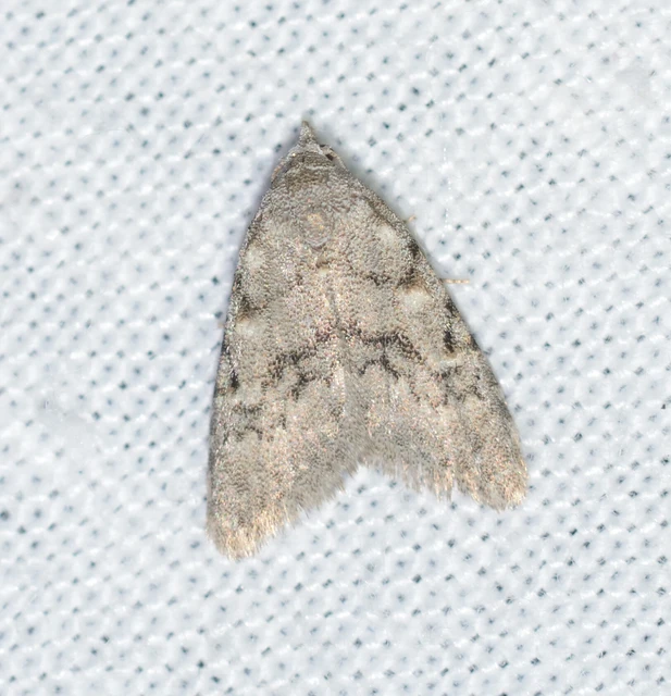 Nola cicatricalis - szürke pamacsosszövő