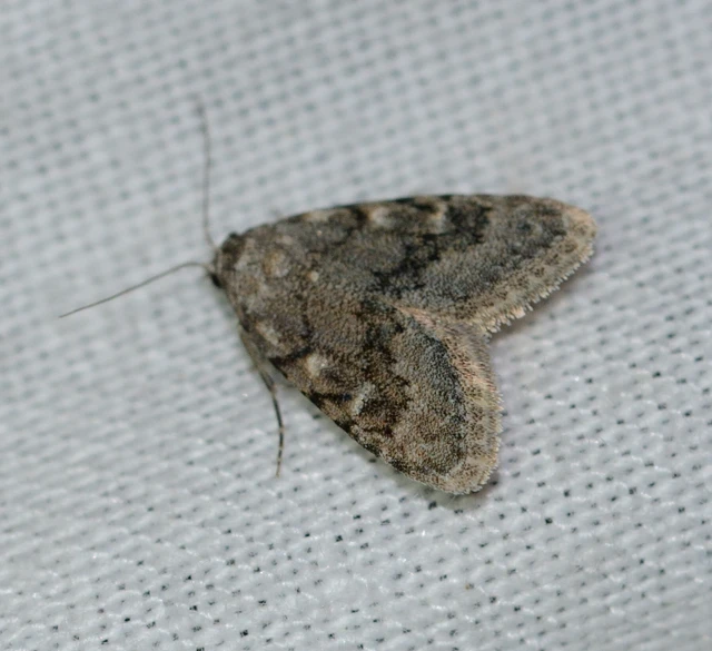 Nola cicatricalis - szürke pamacsosszövő