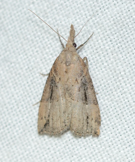 Hypena rostralis - közönséges karcsúbagoly