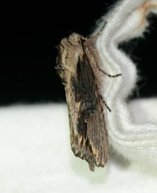Egira conspicillaris - változékony szürkebagoly
