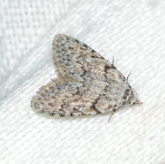 Nola cicatricalis - szürke pamacsosszövő