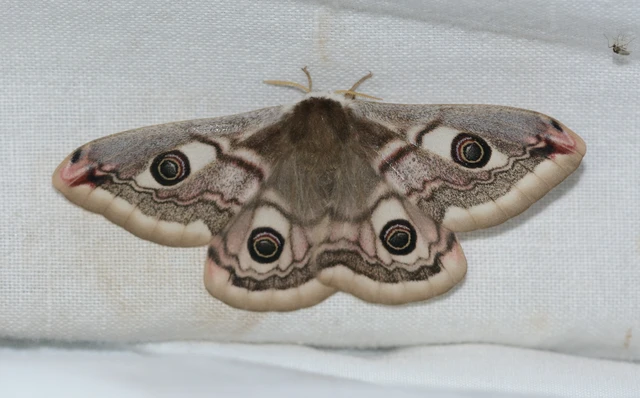 Saturnia pavoniella/pavonia