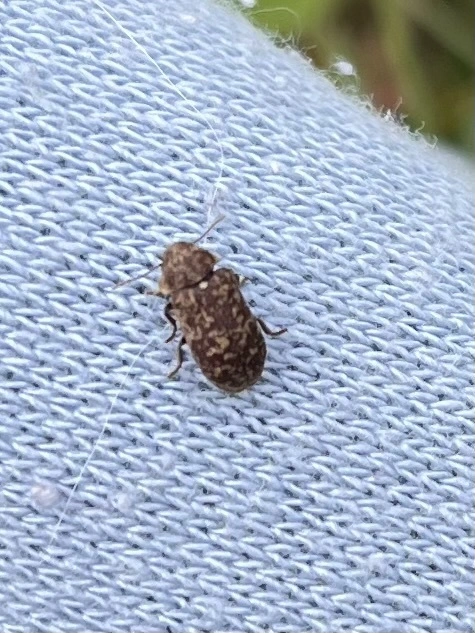 Xestobium rufovillosum - nagy álszú