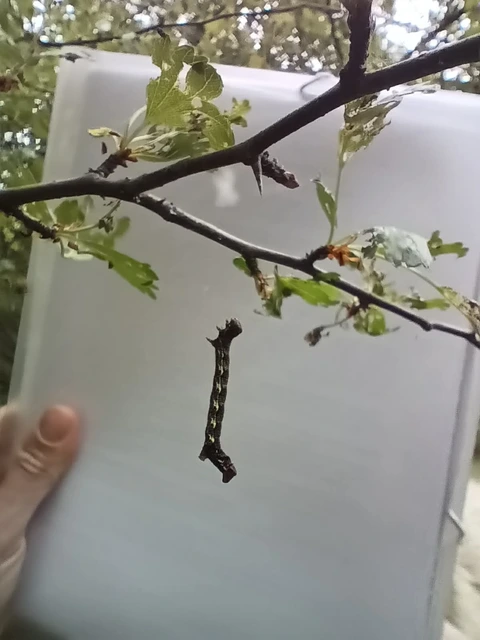 Erannis defoliaria - nagy téliaraszoló