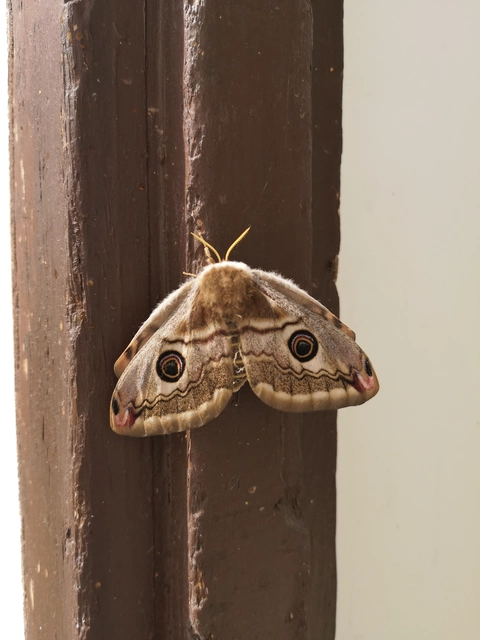 Saturnia pavoniella/pavonia