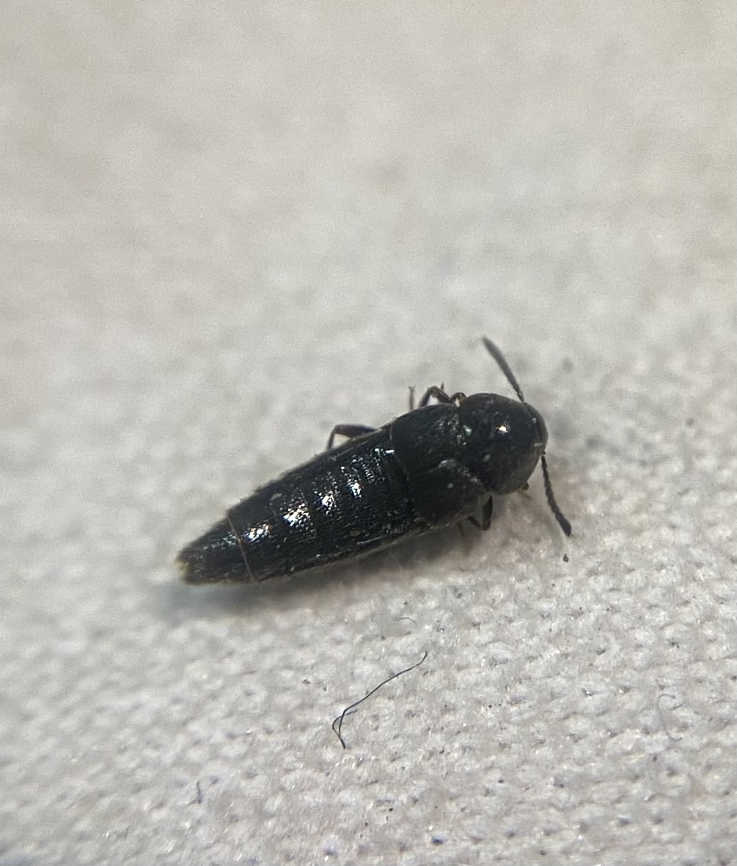 Aleochara brevipennis - mocsári fürkészholyva