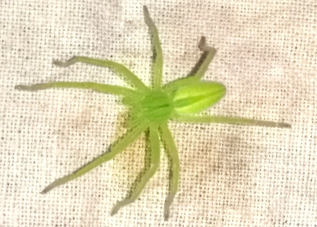 Micrommata virescens - hunyópók