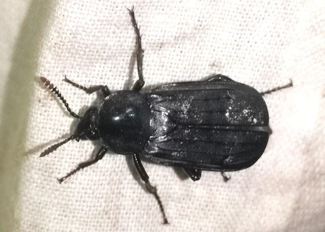 Necrodes littoralis - nagy dögbogár