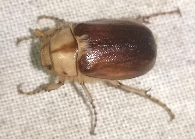 Rhizotrogus aestivus - tavaszvégi cserebogár