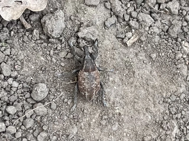 Lepyrus capucinus - pettyes fűzormányos