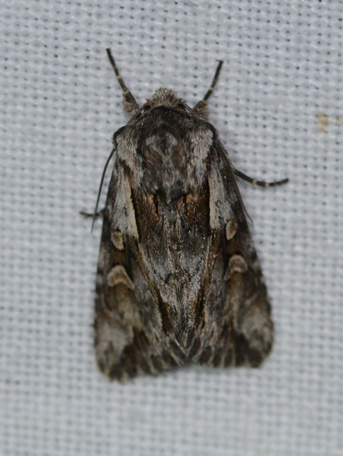 Chloantha hyperici - orbáncfű-sugarasbagoly