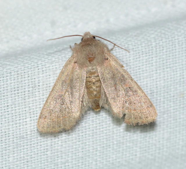 Orthosia cerasi - közepes barkabagoly