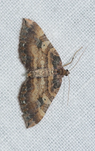 Earophila badiata - csipkerózsa-araszoló