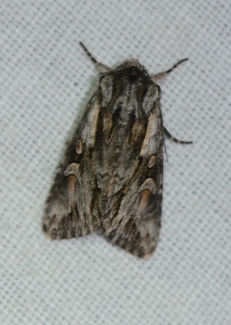 Chloantha hyperici - orbáncfű-sugarasbagoly