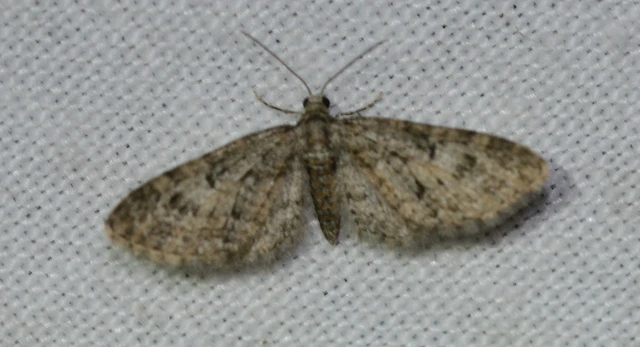 Eupithecia dodoneata - tölgy-törpearaszoló