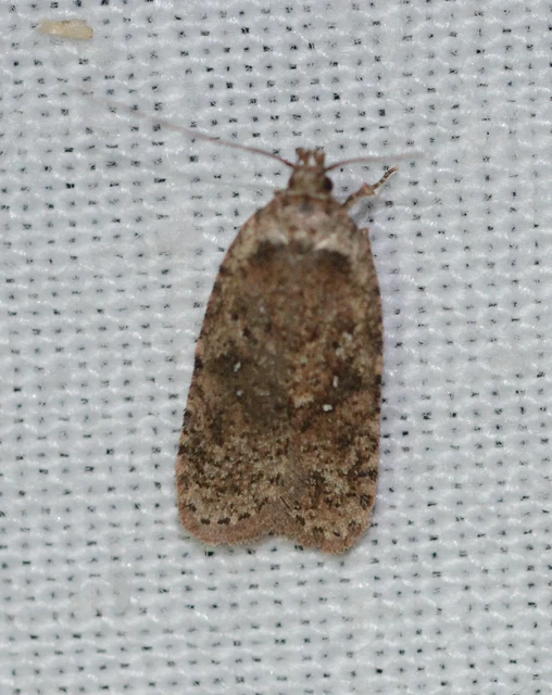 Depressariidae - laposmolyfélék