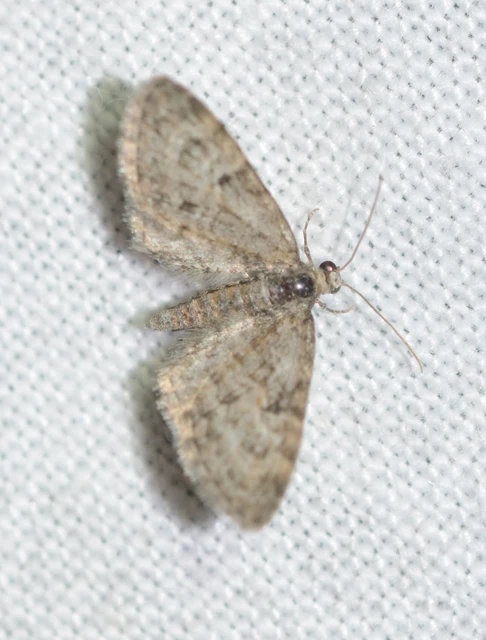 Eupithecia dodoneata - tölgy-törpearaszoló