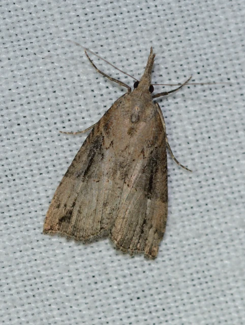 Hypena rostralis - közönséges karcsúbagoly
