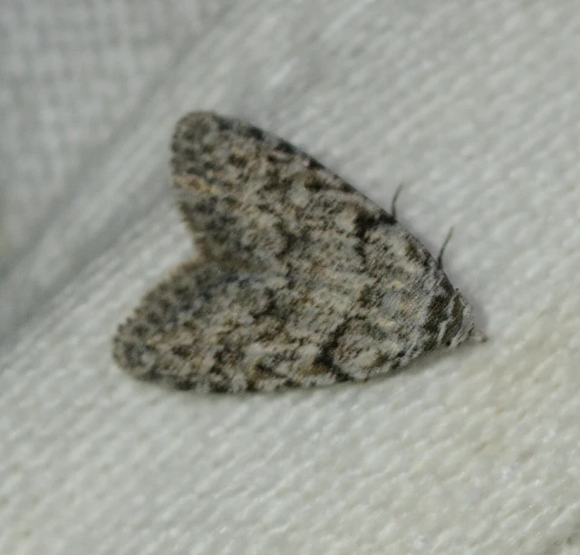 Nola cicatricalis - szürke pamacsosszövő