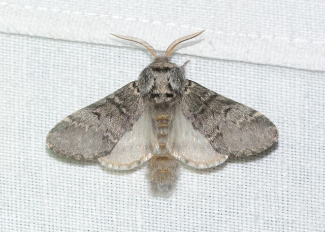 Drymonia ruficornis - cserfa-púposszövő