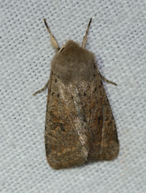 Orthosia cruda - kis barkabagoly