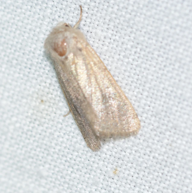 Orthosia cerasi - közepes barkabagoly