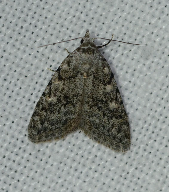 Nola cicatricalis - szürke pamacsosszövő