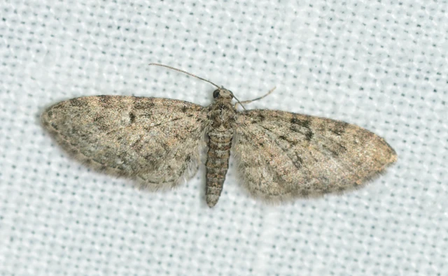 Eupithecia dodoneata - tölgy-törpearaszoló