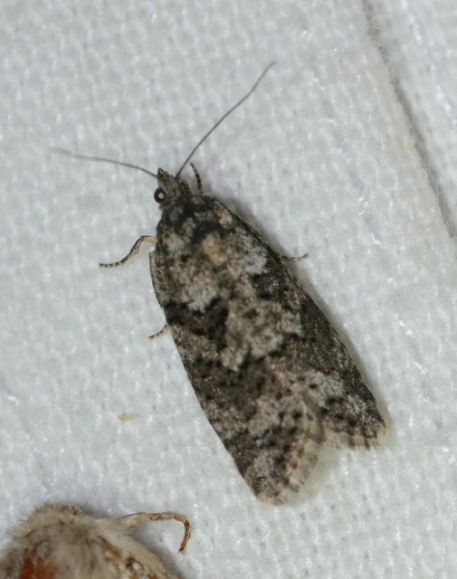 Cnephasia