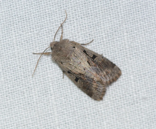 Orthosia gothica - feketefoltos barkabagoly