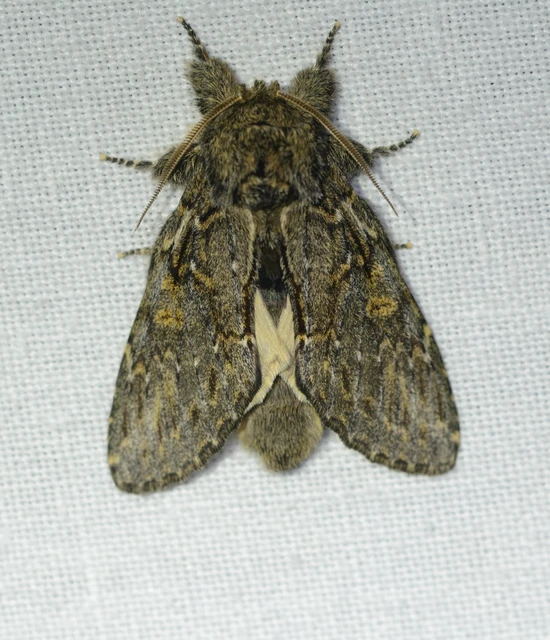 Peridea anceps - füstös púposszövő