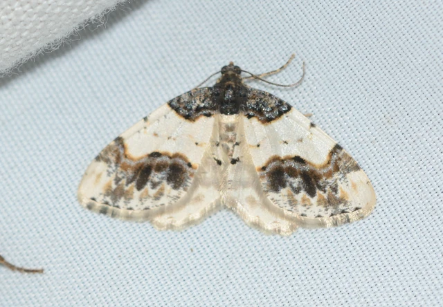 Ligdia adustata - barna levélaraszoló