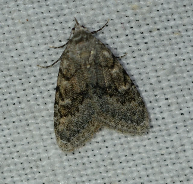 Nola cicatricalis - szürke pamacsosszövő