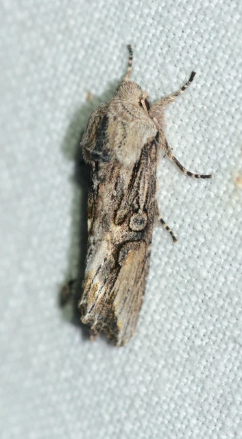 Egira conspicillaris - változékony szürkebagoly