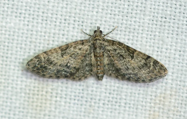 Eupithecia dodoneata - tölgy-törpearaszoló