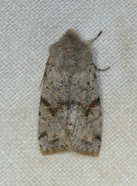 Orthosia incerta - változékony barkabagoly
