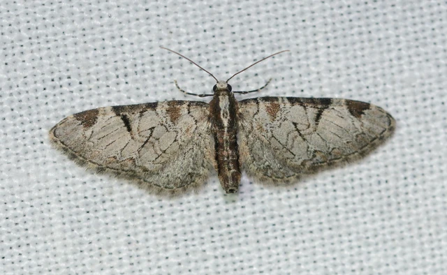 Eupithecia insigniata - hálózatos törpearaszoló
