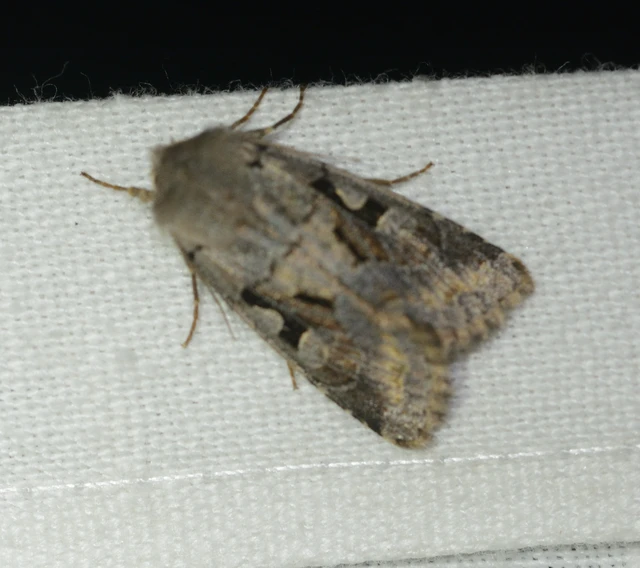 Orthosia gothica - feketefoltos barkabagoly