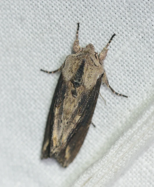Egira conspicillaris - változékony szürkebagoly