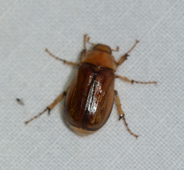 Rhizotrogus aestivus - tavaszvégi cserebogár